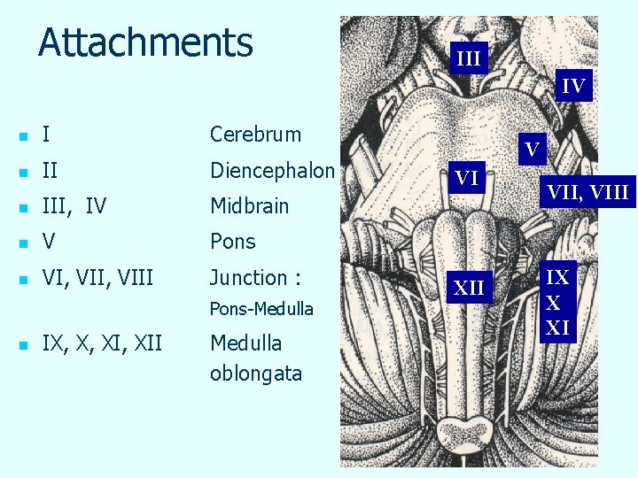 Attachments III IV n I Cerebrum n II Diencephalon n III, IV Midbrain n