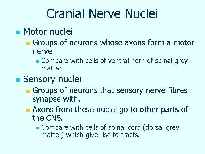 Cranial Nerve Nuclei n Motor nuclei n Groups of neurons whose axons form a