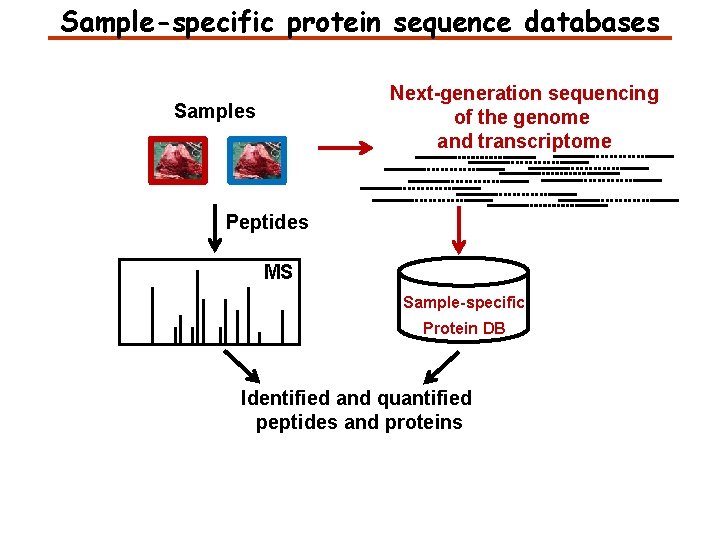 Sample-specific protein sequence databases Next-generation sequencing of the genome and transcriptome Samples Peptides MS