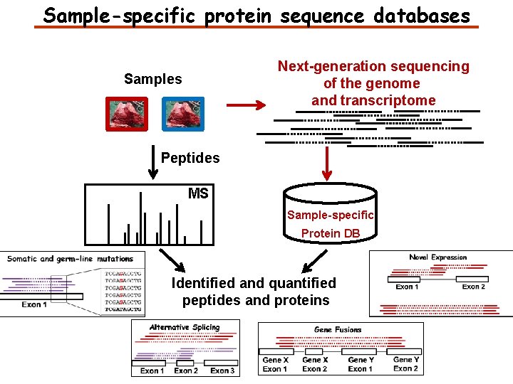 Sample-specific protein sequence databases Next-generation sequencing of the genome and transcriptome Samples Peptides MS