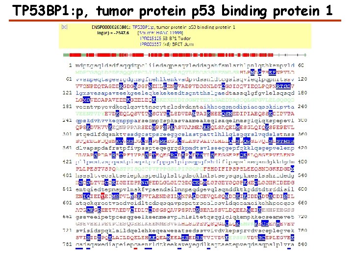 TP 53 BP 1: p, tumor protein p 53 binding protein 1 