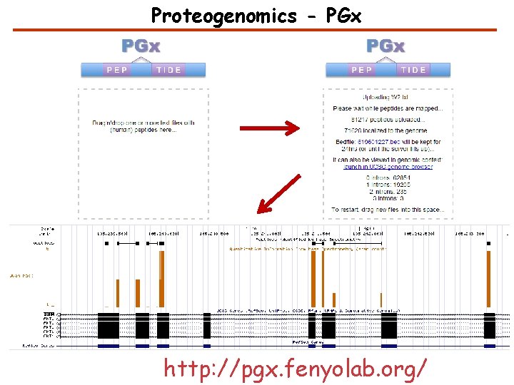Proteogenomics - PGx http: //pgx. fenyolab. org/ 