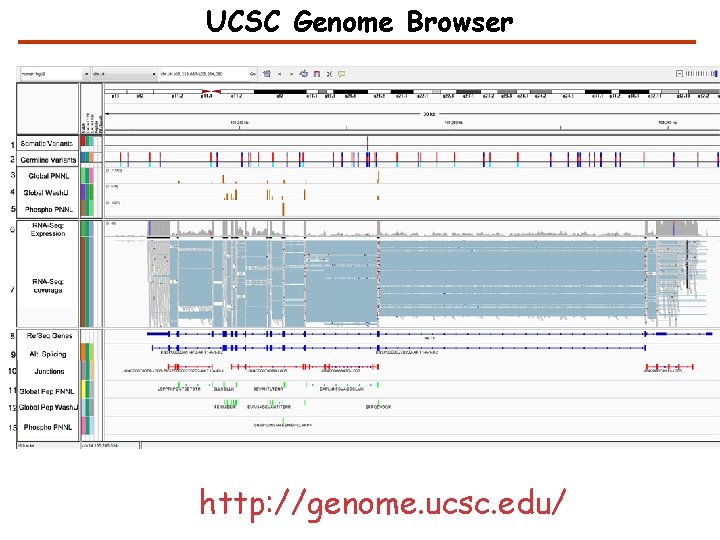 UCSC Genome Browser http: //genome. ucsc. edu/ 