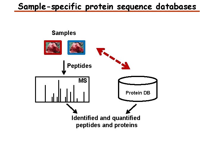 Sample-specific protein sequence databases Samples Peptides MS Protein DB Identified and quantified peptides and