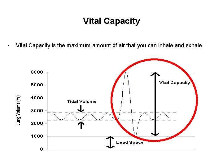 Vital Capacity • Vital Capacity is the maximum amount of air that you can