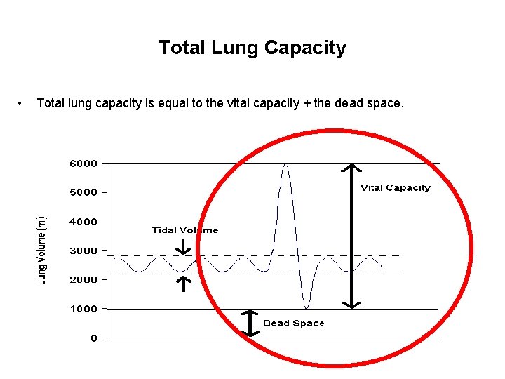 Total Lung Capacity • Total lung capacity is equal to the vital capacity +