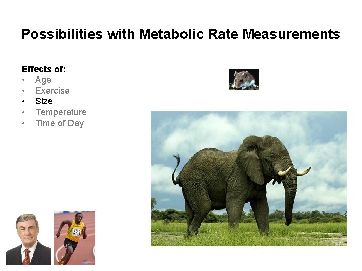 Possibilities with Metabolic Rate Measurements Effects of: • Age • Exercise • Size •