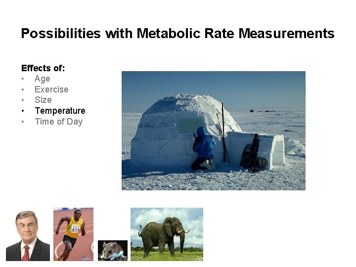 Possibilities with Metabolic Rate Measurements Effects of: • Age • Exercise • Size •