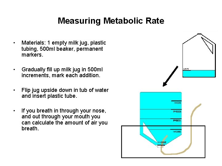 Measuring Metabolic Rate • Materials: 1 empty milk jug, plastic tubing, 500 ml beaker,