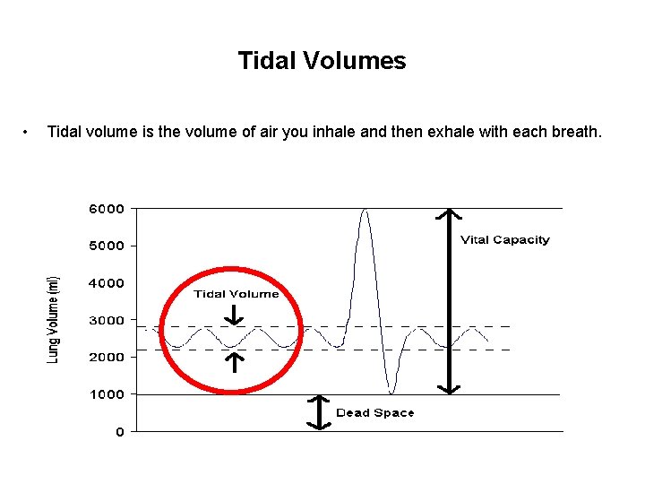 Tidal Volumes • Tidal volume is the volume of air you inhale and then