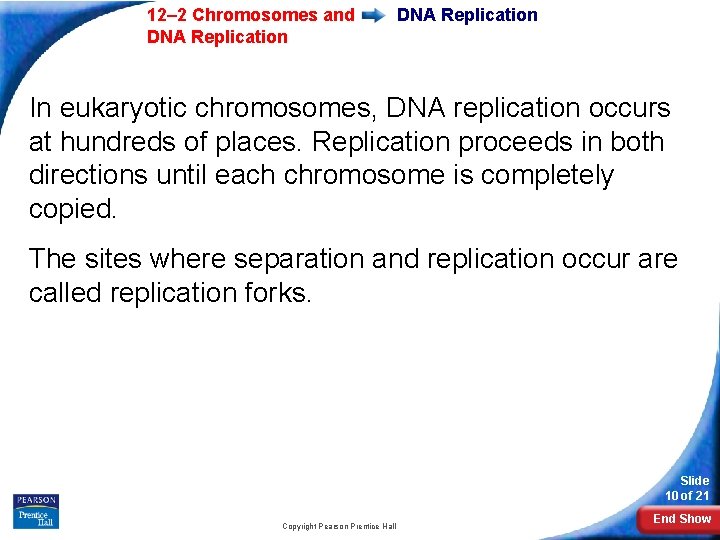 12– 2 Chromosomes and DNA Replication In eukaryotic chromosomes, DNA replication occurs at hundreds 12– 2 Chromosomes and DNA Replication In eukaryotic chromosomes, DNA replication occurs at hundreds