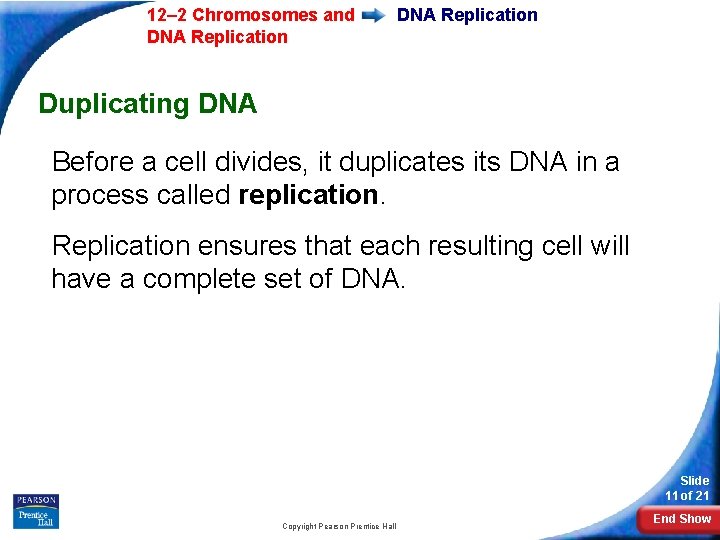 12– 2 Chromosomes and DNA Replication Duplicating DNA Before a cell divides, it duplicates 12– 2 Chromosomes and DNA Replication Duplicating DNA Before a cell divides, it duplicates
