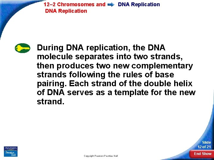 12– 2 Chromosomes and DNA Replication During DNA replication, the DNA molecule separates into 12– 2 Chromosomes and DNA Replication During DNA replication, the DNA molecule separates into