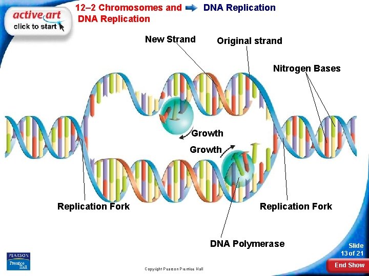 12– 2 Chromosomes and DNA Replication New Strand Original strand Nitrogen Bases Growth Replication 12– 2 Chromosomes and DNA Replication New Strand Original strand Nitrogen Bases Growth Replication