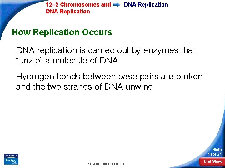 12– 2 Chromosomes and DNA Replication How Replication Occurs DNA replication is carried out 12– 2 Chromosomes and DNA Replication How Replication Occurs DNA replication is carried out
