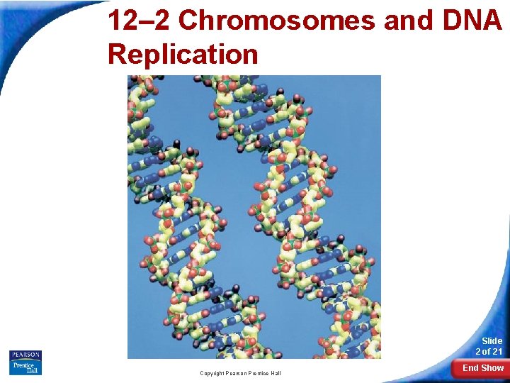 12– 2 Chromosomes and DNA Replication 12 -2 Chromosomes and DNA Replication Slide 2 12– 2 Chromosomes and DNA Replication 12 -2 Chromosomes and DNA Replication Slide 2