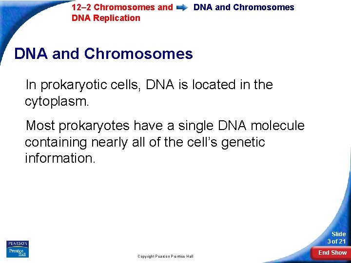12– 2 Chromosomes and DNA Replication DNA and Chromosomes In prokaryotic cells, DNA is 12– 2 Chromosomes and DNA Replication DNA and Chromosomes In prokaryotic cells, DNA is