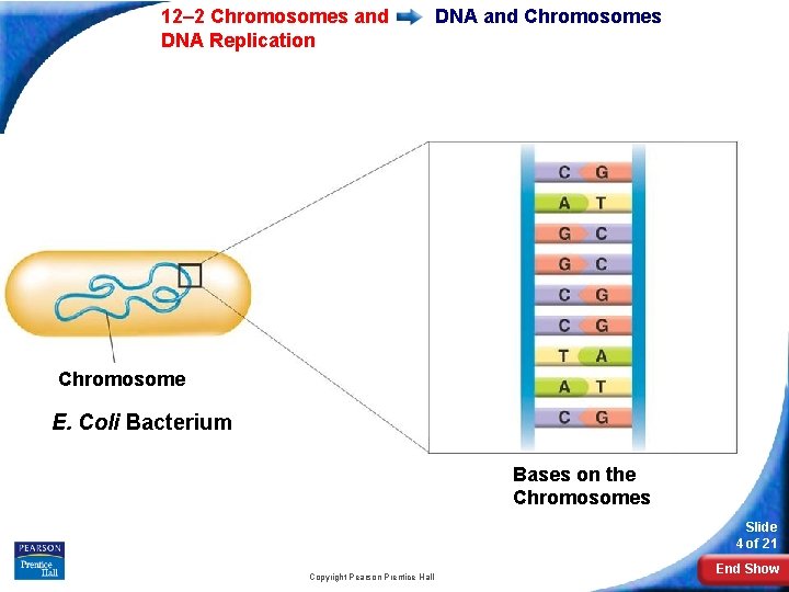 12– 2 Chromosomes and DNA Replication DNA and Chromosomes Chromosome E. Coli Bacterium Bases 12– 2 Chromosomes and DNA Replication DNA and Chromosomes Chromosome E. Coli Bacterium Bases