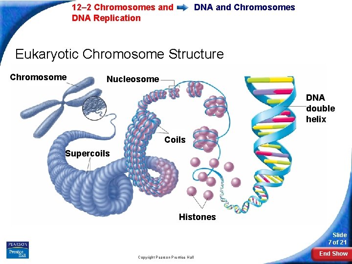12– 2 Chromosomes and DNA Replication DNA and Chromosomes Eukaryotic Chromosome Structure Chromosome Nucleosome 12– 2 Chromosomes and DNA Replication DNA and Chromosomes Eukaryotic Chromosome Structure Chromosome Nucleosome