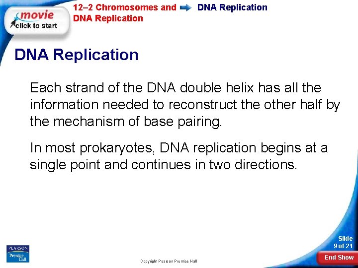 12– 2 Chromosomes and DNA Replication Each strand of the DNA double helix has 12– 2 Chromosomes and DNA Replication Each strand of the DNA double helix has