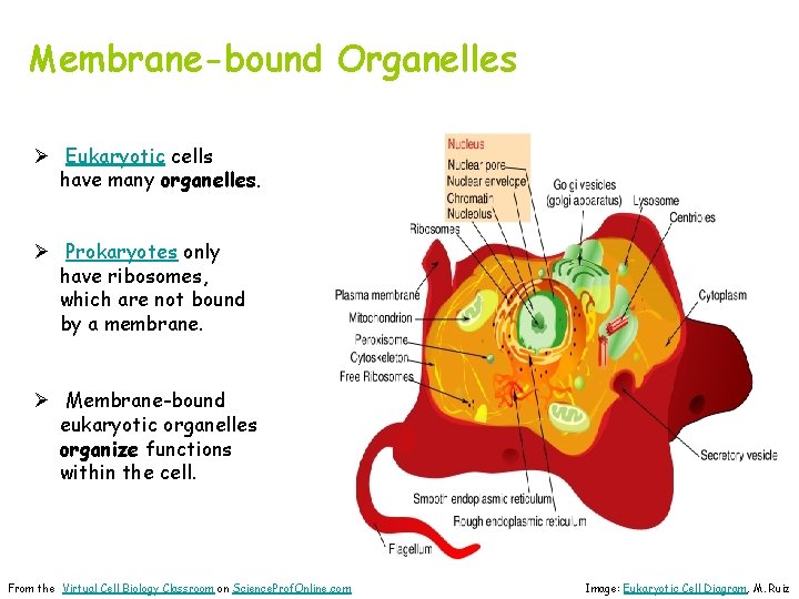 Membrane-bound Organelles Ø Eukaryotic cells have many organelles. Ø Prokaryotes only have ribosomes, which