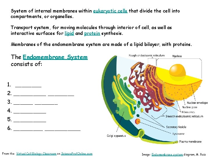 System of internal membranes within eukaryotic cells that divide the cell into compartments, or