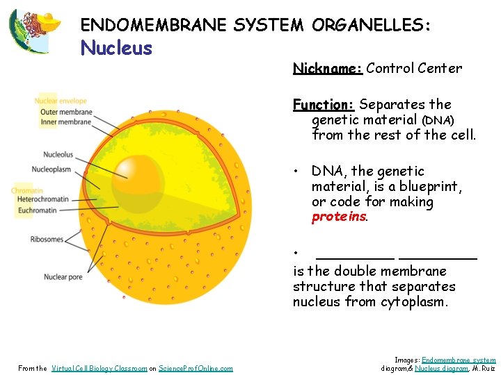 ENDOMEMBRANE SYSTEM ORGANELLES: Nucleus Nickname: Control Center Function: Separates the genetic material (DNA) from