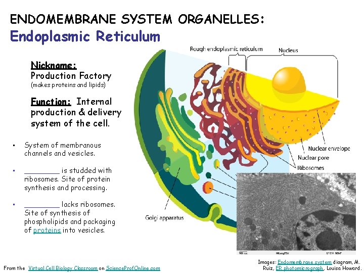 ENDOMEMBRANE SYSTEM ORGANELLES: Endoplasmic Reticulum Nickname: Production Factory (makes proteins and lipids) Function: Internal