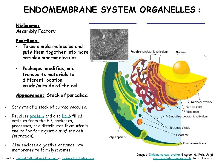 ENDOMEMBRANE SYSTEM ORGANELLES : ___________ Nickname: Assembly Factory Functions: • Takes simple molecules and