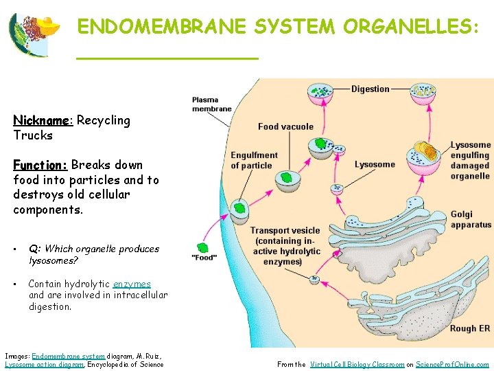 ENDOMEMBRANE SYSTEM ORGANELLES: ________ Nickname: Recycling Trucks Function: Breaks down food into particles and