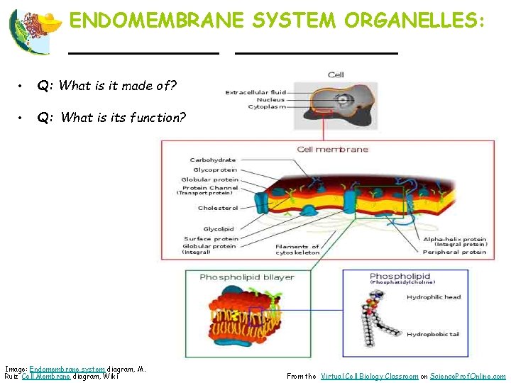 ENDOMEMBRANE SYSTEM ORGANELLES: _____________ • Q: What is it made of? • Q: What