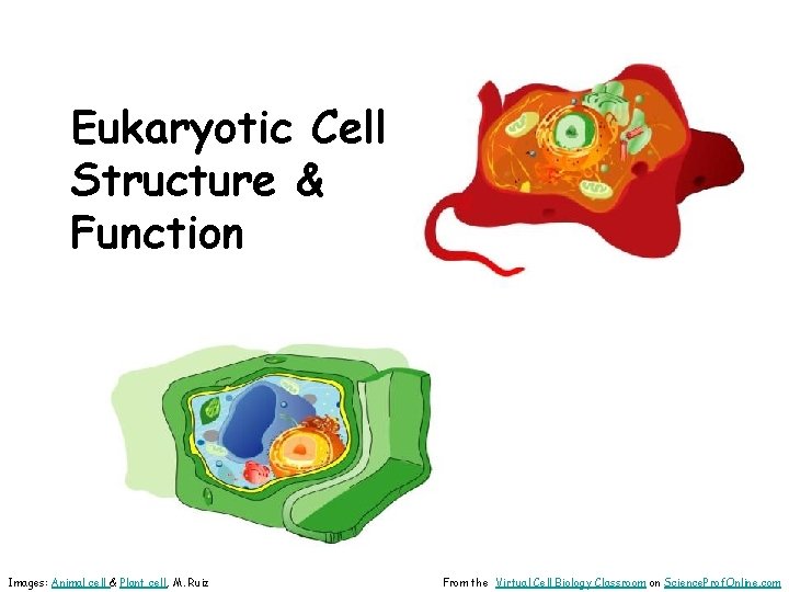 Eukaryotic Cell Structure & Function Images: Animal cell & Plant cell, M. Ruiz From