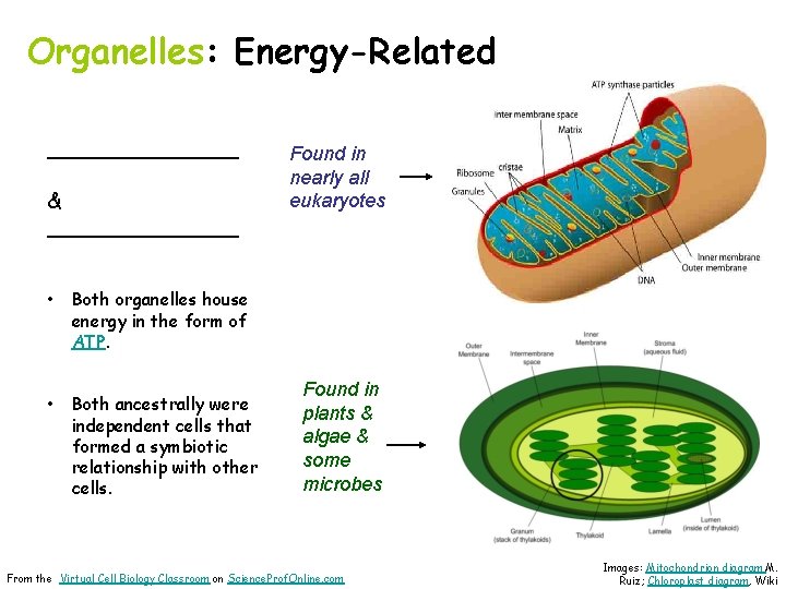 Organelles: Energy-Related _______ & _______ • • Found in nearly all eukaryotes Both organelles