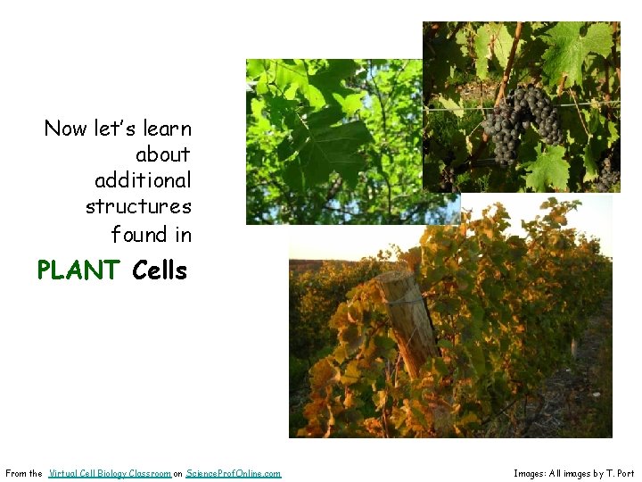 Now let’s learn about additional structures found in • PLANT Cells From the Virtual