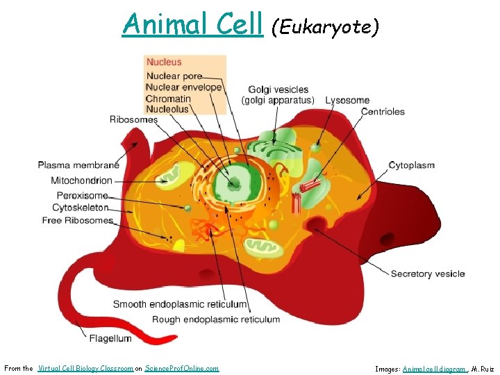 Animal Cell From the Virtual Cell Biology Classroom on Science. Prof. Online. com (Eukaryote)