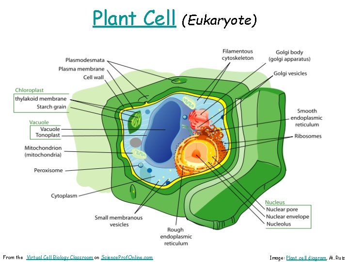 Plant Cell From the Virtual Cell Biology Classroom on Science. Prof. Online. com (Eukaryote)