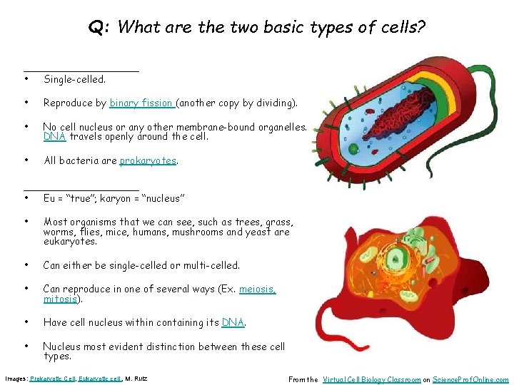 Q: What are the two basic types of cells? ________ • Single-celled. • Reproduce