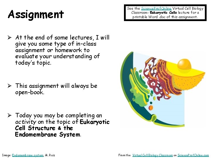 Assignment See the Science. Prof. Online Virtual Cell Biology Classroom: Eukaryotic Cells lecture for