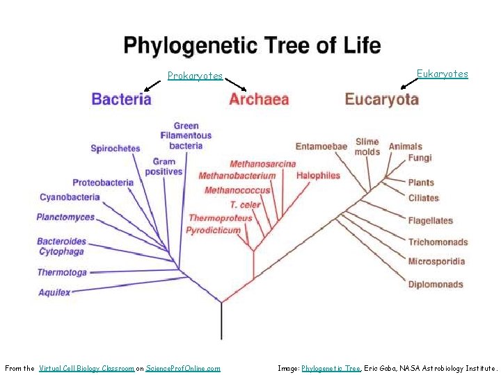 Prokaryotes From the Virtual Cell Biology Classroom on Science. Prof. Online. com Eukaryotes Image: