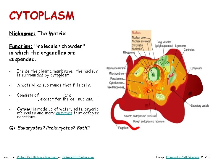 CYTOPLASM Nickname: The Matrix Function: "molecular chowder" in which the organelles are suspended. •