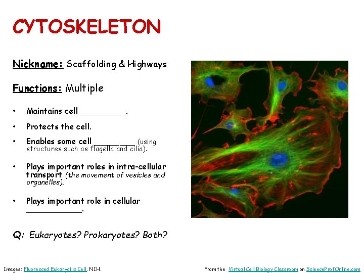 CYTOSKELETON Nickname: Scaffolding & Highways Functions: Multiple • Maintains cell _____. • Protects the