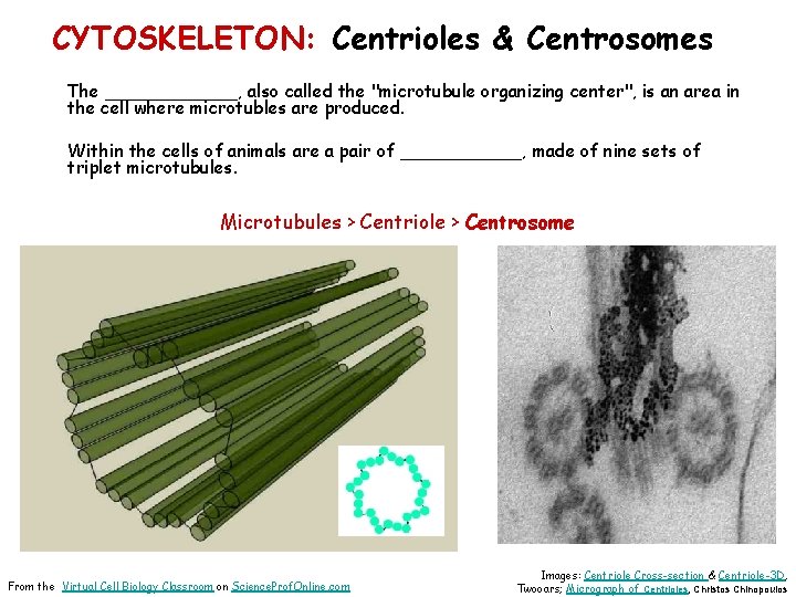 CYTOSKELETON: Centrioles & Centrosomes The ______, also called the "microtubule organizing center", is an