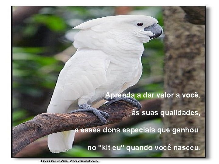 Aprenda a dar valor a você, às suas qualidades, a esses dons especiais que