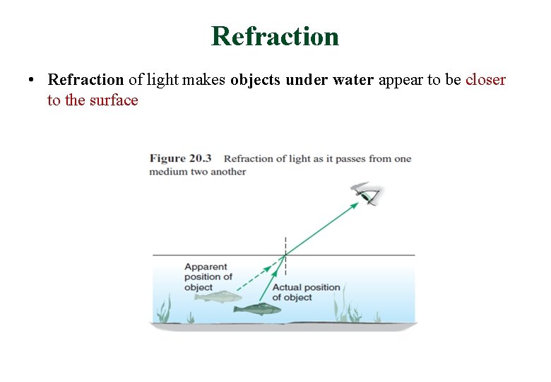 Refraction • Refraction of light makes objects under water appear to be closer to