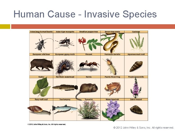 Human Cause - Invasive Species © 2012 John Wiley & Sons, Inc. All rights