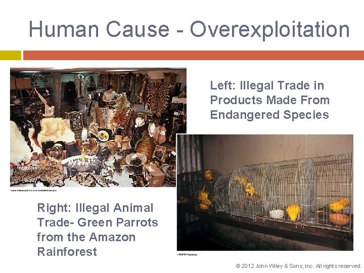 Human Cause - Overexploitation Left: Illegal Trade in Products Made From Endangered Species Right: