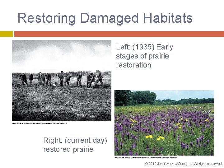 Restoring Damaged Habitats Left: (1935) Early stages of prairie restoration Right: (current day) restored