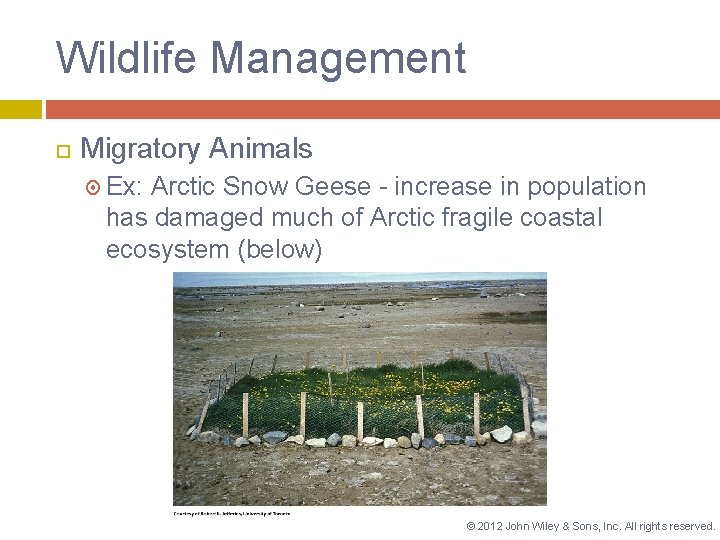 Wildlife Management Migratory Animals Ex: Arctic Snow Geese - increase in population has damaged