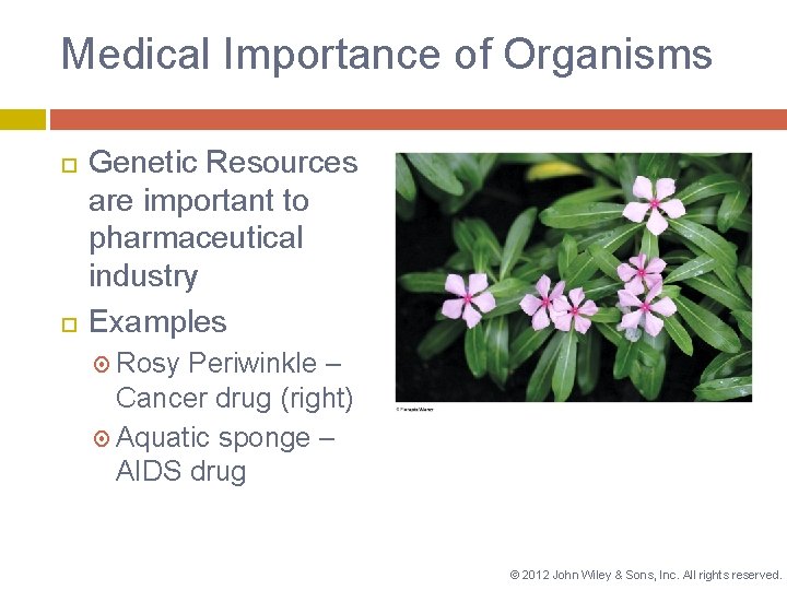 Medical Importance of Organisms Genetic Resources are important to pharmaceutical industry Examples Rosy Periwinkle