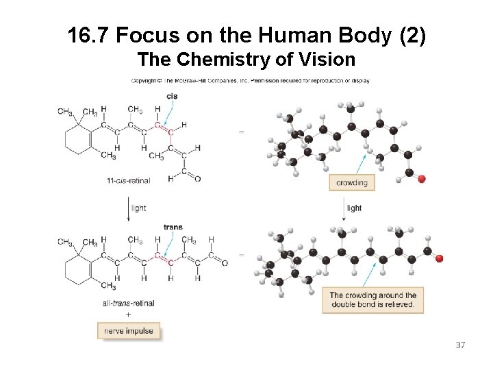 16. 7 Focus on the Human Body (2) The Chemistry of Vision 37 